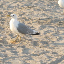 Схема вышивки «чайка»