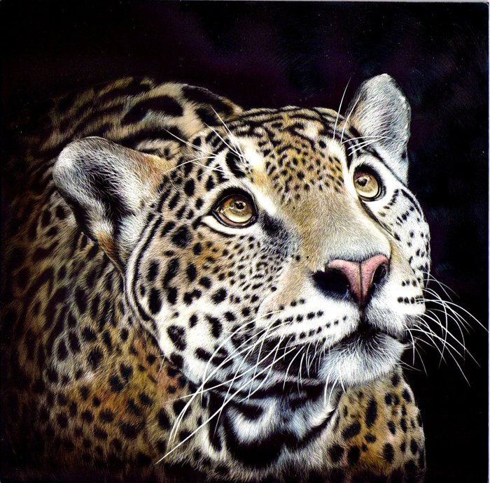 леопард - хищник, леопард - оригинал