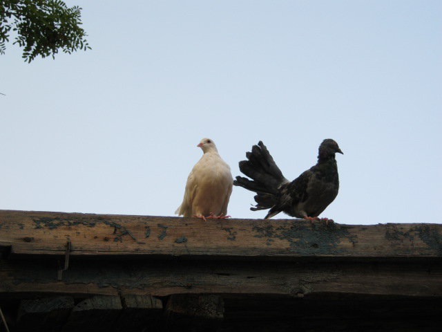 голубь и голубка - оригинал