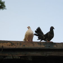 Схема вышивки «голубь и голубка»