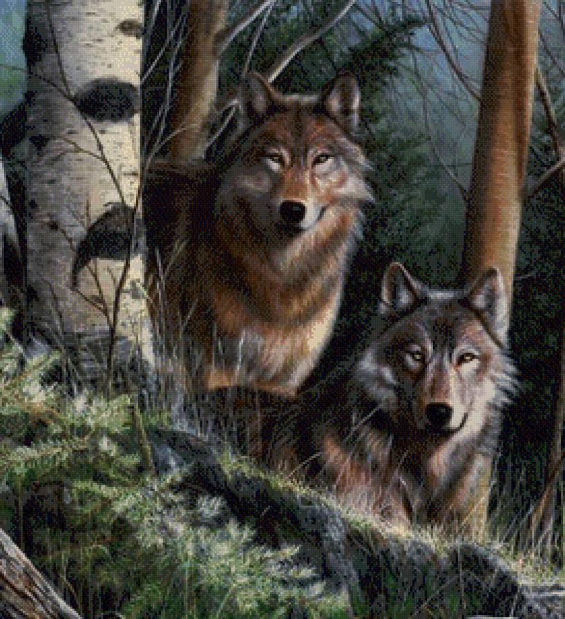 в мире животных - животные, волки - предпросмотр