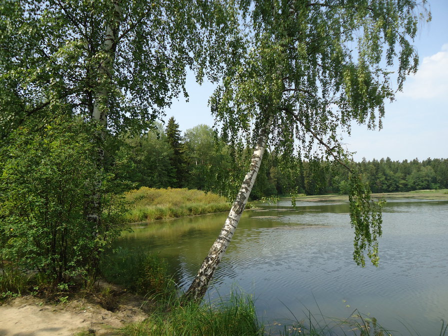 Пруд в Абрамцево - пейзаж, лето, березы, природа. пруд - оригинал
