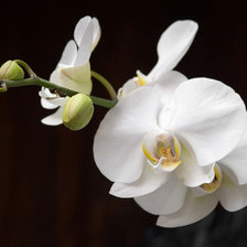 Оригинал схемы вышивки «белая орхидея» (№983292)