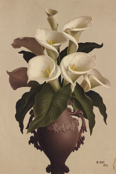 калы - цветы.калы - оригинал