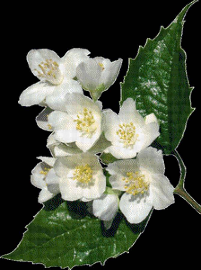 яблоневый цвет - цветы - предпросмотр