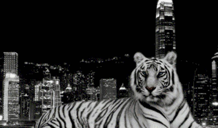 Тигр - хищник, тигр - предпросмотр