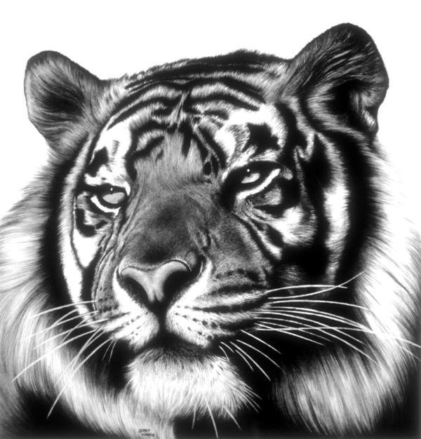 Тигр - хищник, тигр - оригинал