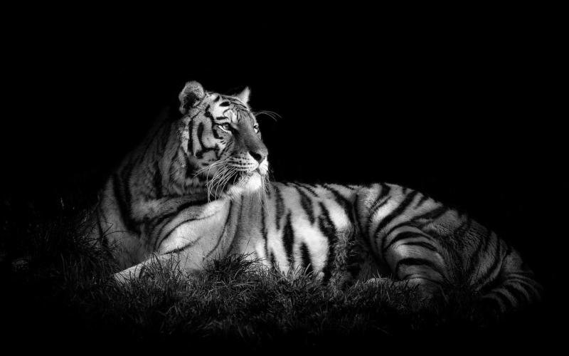 Тигр - тигр, хищник - оригинал