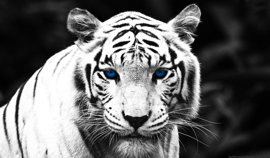 Тигр - хищник, тигр - оригинал