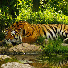 Схема вышивки «тигр»