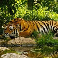 Схема вышивки «№983561»