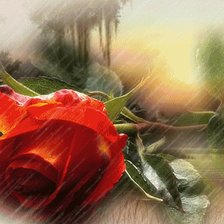 Схема вышивки «Роза»