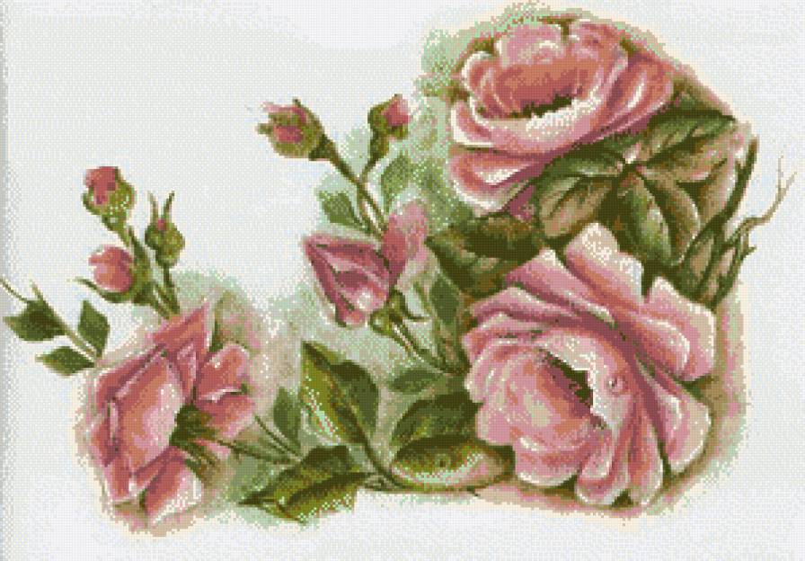 Розы - предпросмотр