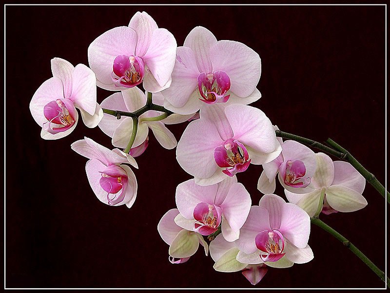 розовая орхидея - цветы, орхидея - оригинал