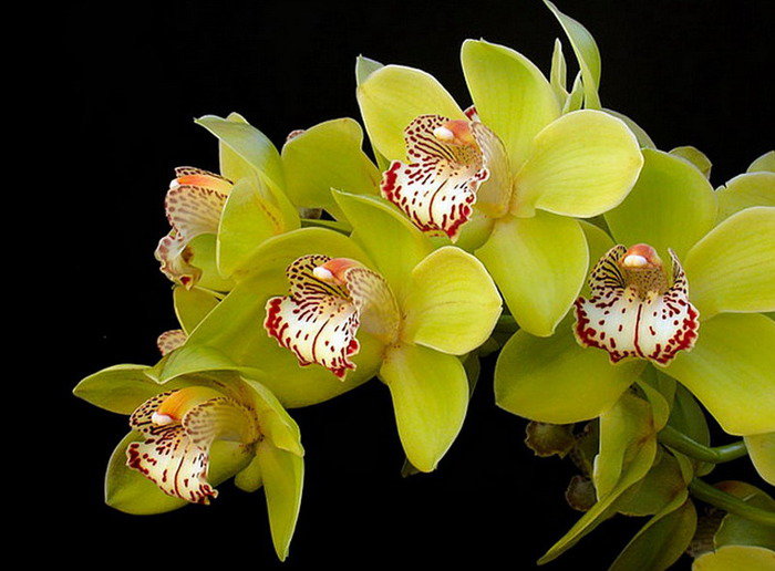 орхидея цимбидиум - орхидея - оригинал