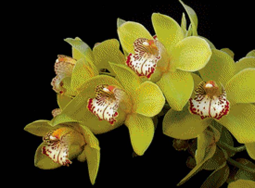 орхидея цимбидиум - орхидея - предпросмотр