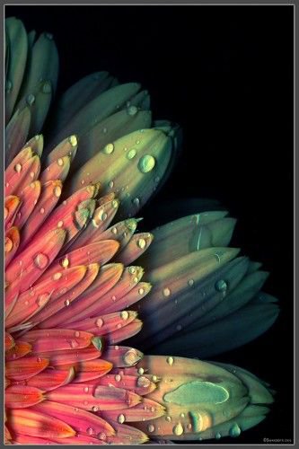 beautiful colours - цветы - оригинал