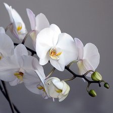 Оригинал схемы вышивки «орхидея на сером» (№984073)