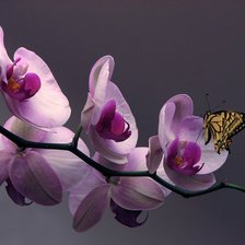 Схема вышивки «орхидея на сером»