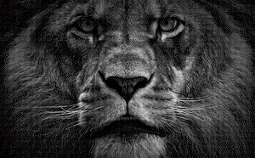 царь зверей - лев, животные - предпросмотр