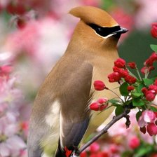 Птичка в цветах