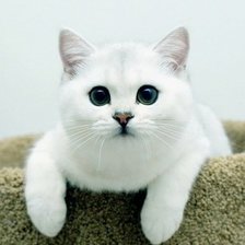 Схема вышивки «Кошка с бездонными глазами»