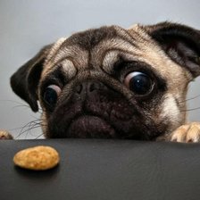 Схема вышивки «Мопс и орех»