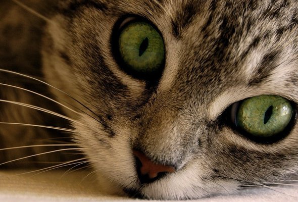 Кот - большие глаза, кот, котик, животное - оригинал