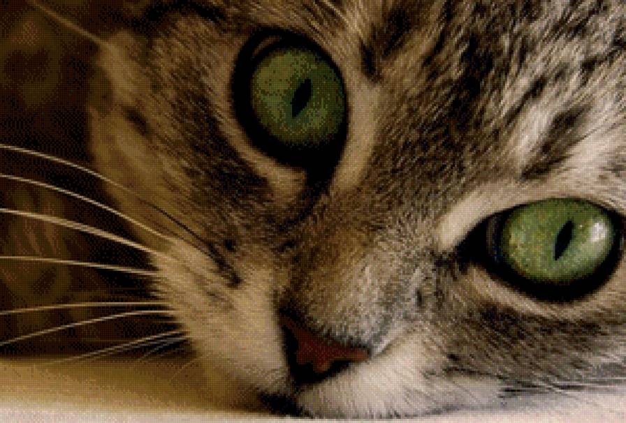Кот - котик, животное, кот, большие глаза - предпросмотр