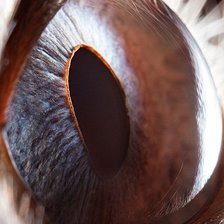 Схема вышивки «Глаз животного»