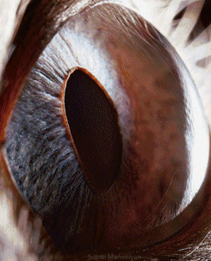 Глаз животного - глаз, животное, крупным планом - предпросмотр