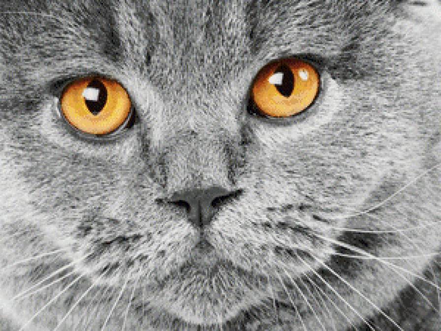 Кот - большие глаза, животное, кот, котик - предпросмотр
