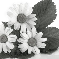 Схема вышивки «ромашки»