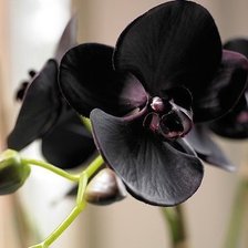 Черная красавица орхидея