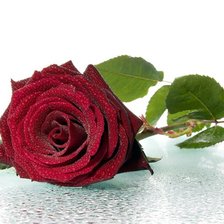 Схема вышивки «Роза»