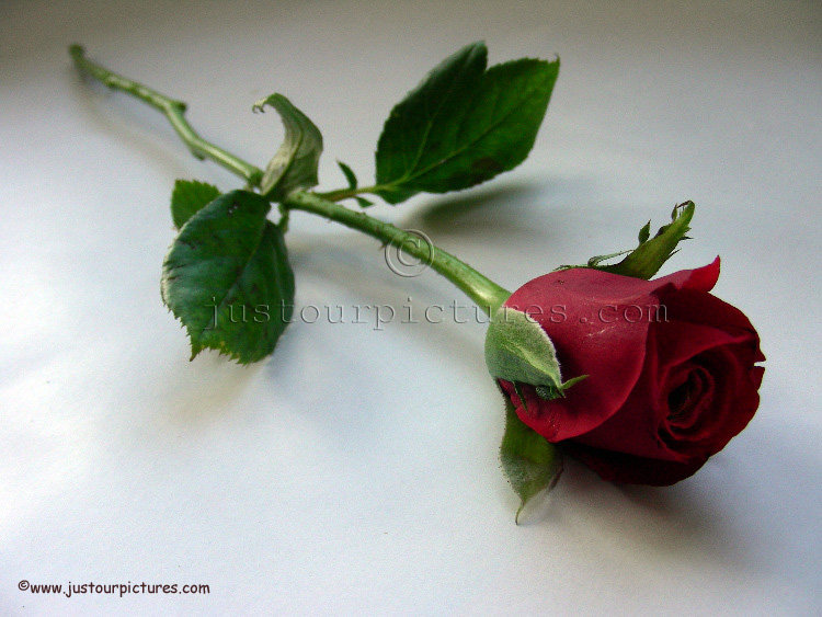 роза 2 - оригинал