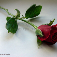 Схема вышивки «роза 2»