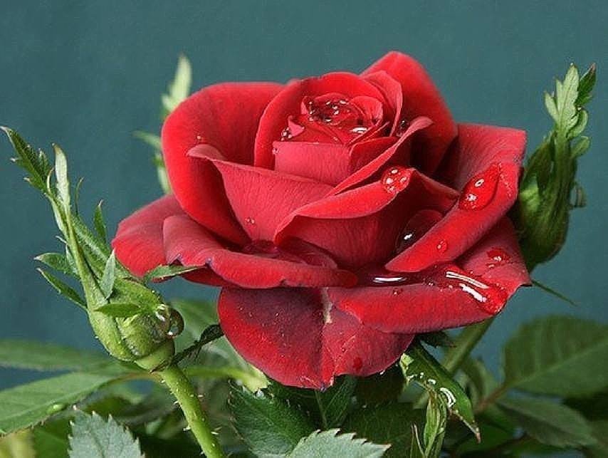 розочка - роза, цветы - оригинал