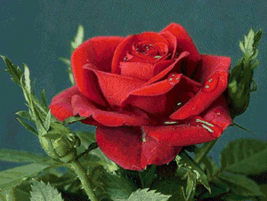 розочка - роза, цветы - предпросмотр