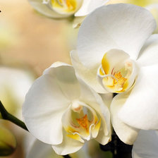 Белая красавица орхидея