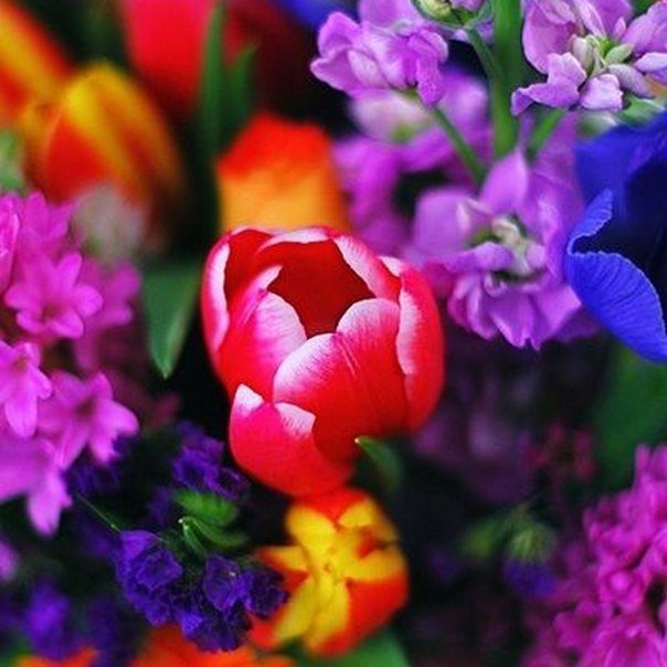 цветы - ярко, красиво, цветы, красочно - оригинал