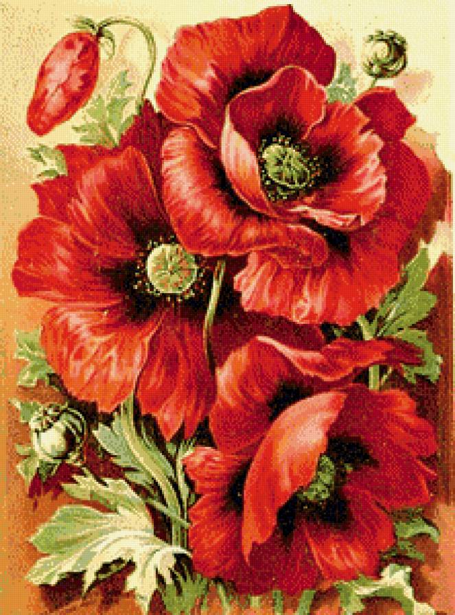 Серия "Цветы, букеты" - маки - предпросмотр