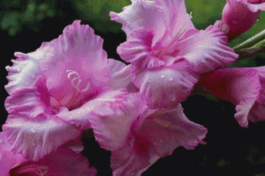 Гладиолусы - природа, цветы - предпросмотр