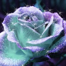 сказочная роза