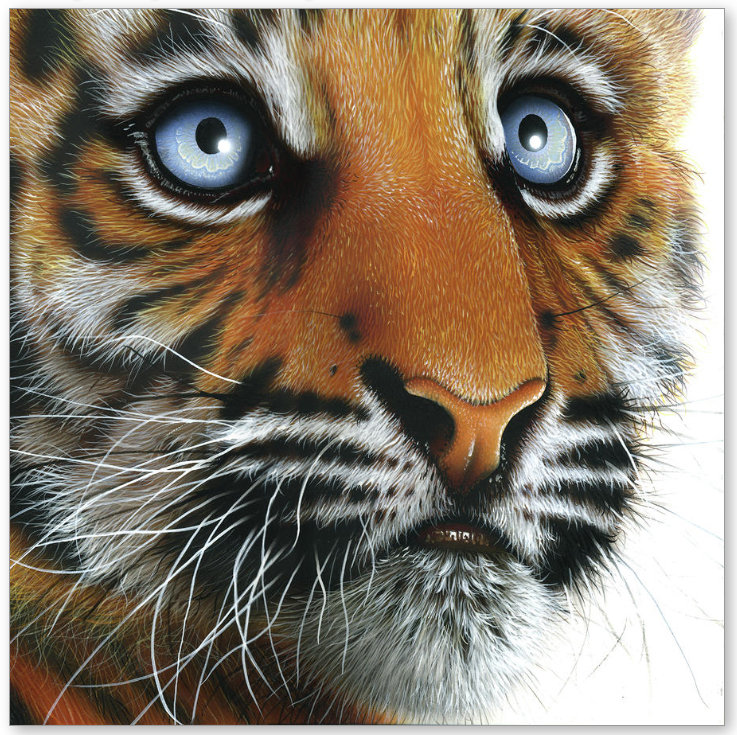 любопытная мордашка - тигр, хищник - оригинал