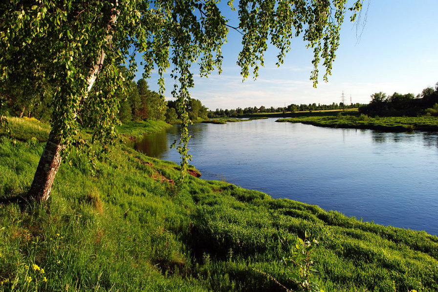 Березка у пруда - пейзаж, природа. пруд, лето, березы - оригинал