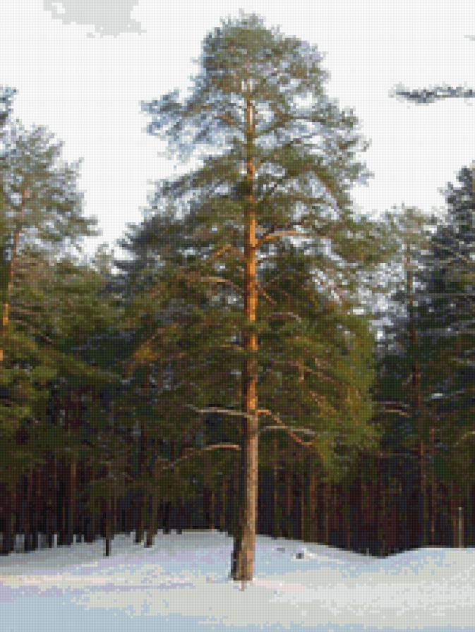 Зимний лес - сосны, зима, природа - предпросмотр