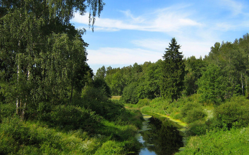 Лесная речка - лес, река, пейзаж. природа - оригинал