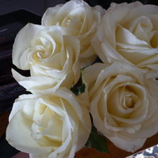 Розы белые