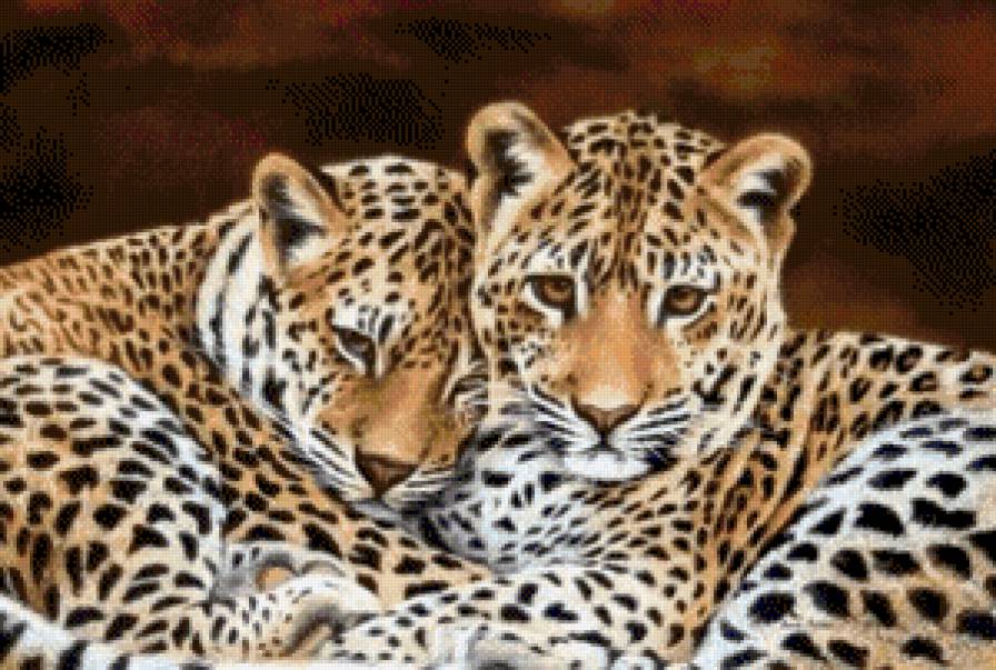 Гепарды - дикие кошки, ягуар, животные, гепард - предпросмотр